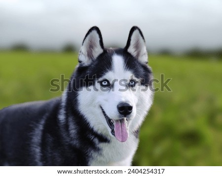 Siberian Husky , portrait of siberian husky, Cute Husky dog isolated on nature background , close-up photo.