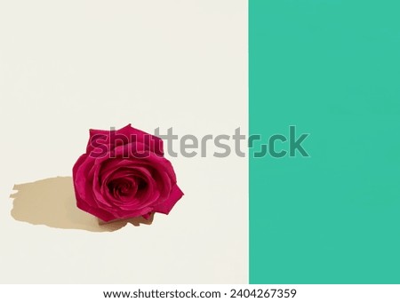 A red rose  on a beige and green background. Copy space. Minimal concept of romance and love. Valentine's pattern. Flat lay.