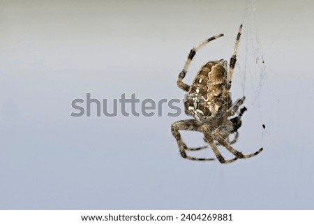 The spider species Araneus diadematus is commonly called the European garden spider, diadem spider, orangie, cross spider and crowned orb weaver , Greece Royalty-Free Stock Photo #2404269881