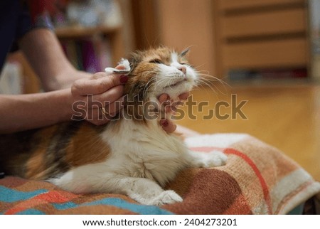 Pet care, hands massaging cat's ears after glucose monitoring. Cat looking up Royalty-Free Stock Photo #2404273201