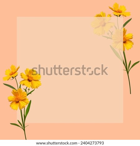 Creative spring or summer mockup with wildflowers (Lanceleaf Coreopsis ) on beige background. The main background is peach colored (peach fuzz). Square shape, copy space.