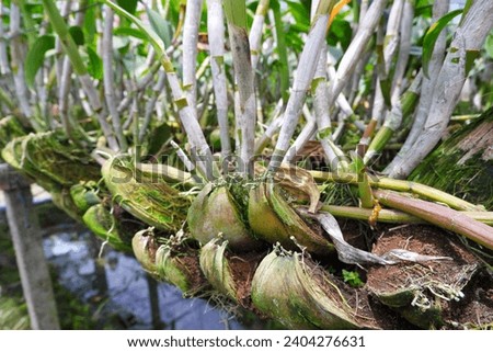 Orchid flower tree and green leaf planted on coconut husks