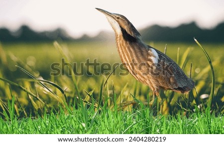 American Bittern: Graceful and elusive, this heron blends seamlessly into wetland landscapes. A true marvel of nature. #WildlifeWonders