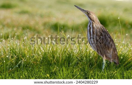 American Bittern: Graceful and elusive, this heron blends seamlessly into wetland landscapes. A true marvel of nature. #WildlifeWonders