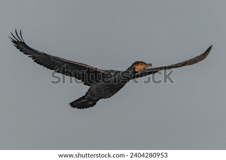  The great cormorant (Phalacrocorax carbo), known as the black shag in New Zealand, great black cormorant or black cormorant. In flight. Oder delta in Poland, europe. White sky background.            