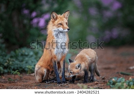 Red fox, renard, Nature, regard, Eyes 