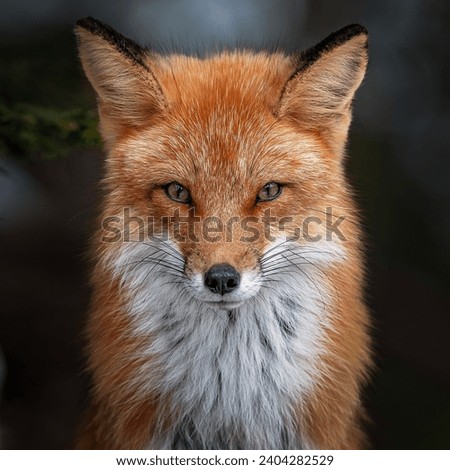 Red fox, renard, Nature, regard, Eyes  Royalty-Free Stock Photo #2404282529
