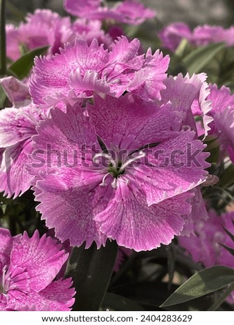 Scientific Name is Dianthus chinensis ,barbatus. Beautiful pink flowers.