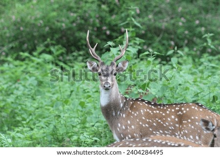 Deer in the forest picture
