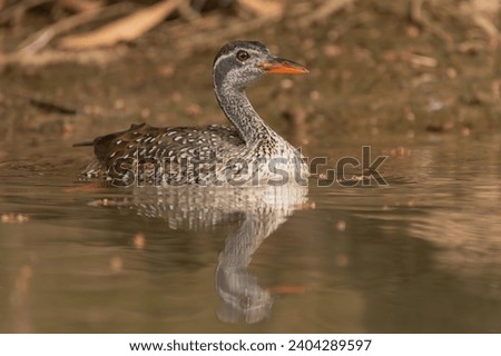 African finfoot - Podica senegalensis - swimming in calm brown water on Gambia River with brown background. Picture from Janjabureh Province in the Gambia.	