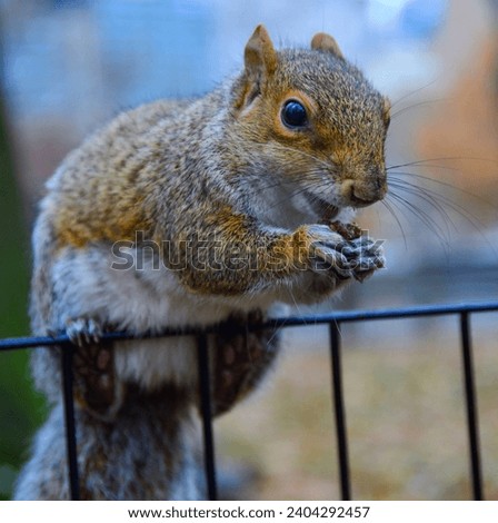 Squirrel on the fence, Gray Squirrel (Sciurus carolinensis) is eating a nut in the park, Wild animals, Manhattan, New York, USA