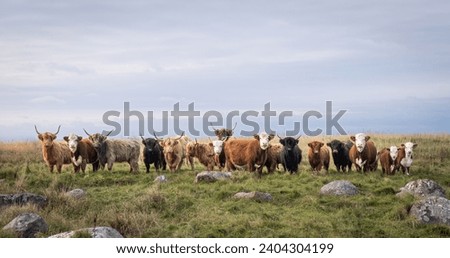 Cattle lined up in a coastal meadow. Line of Hereford cattle and  Highland cattle standing in a field in summer. Cover photo. Horizontal banner.