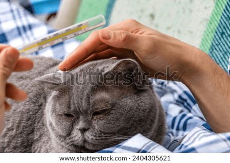 A man strokes a domestic gray cat lying in bed and checks his temperature on a thermometer. The concept of home treatment. Close-up.