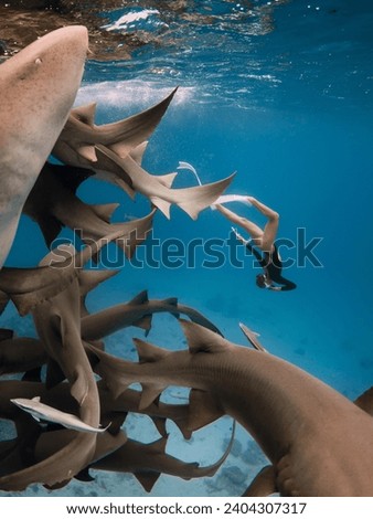 Woman freediver dives with the sharks in a tropical blue sea in the Maldives Royalty-Free Stock Photo #2404307317