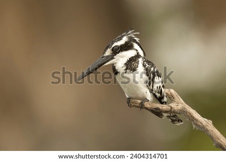 Pied kingfisher - Ceryle rudis - perched and watching for fishes at brown background. Picture from Janjabureh Province in the Gambia.