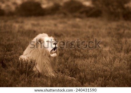 A huge wild white male lion with a very impressive mane sits proudly while smelling the air.