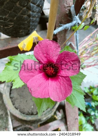 This picture shows a pink hibiscus flower which looks very beautiful with green leaves behind it.
