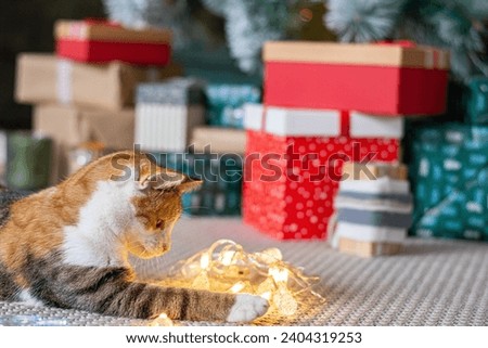 Cute cat at home on Christmas eve