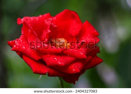 red rose with raindrops on it. Rosa 'Veterans Honor'