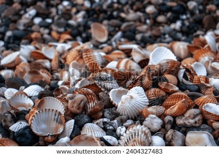 Seashells on sand as background photo. Mediterranean seaside. Catalonia seashore. Texture in nature for wallpaper. High quality picture for wallpaper, travel blog