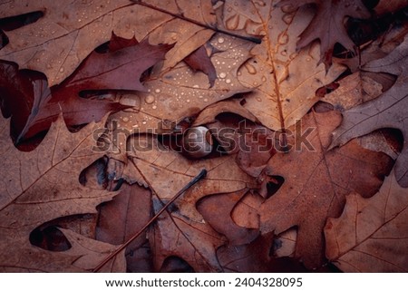 Wet oak leaves and acorn in rainy forest concept photo. Autumn atmosphere image. Beautiful nature scenery photography. High quality picture for wallpaper, travel blog.