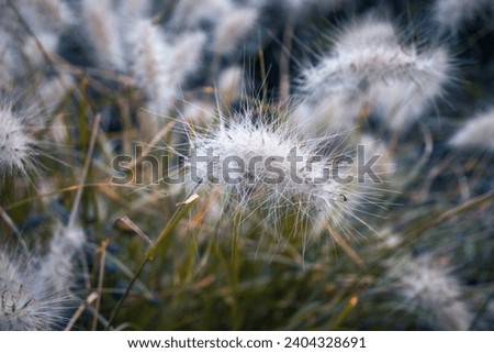Close up white flowers meadow grass photo. White Lagurus Ovatus flowers poster. Floral card. Garden concept photography. Countryside at autumn season. High quality picture for wallpaper, article