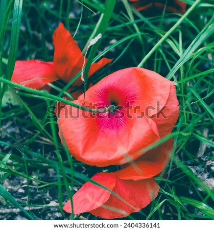 Beautiful poppies in bloom, photoed at the riverside. 