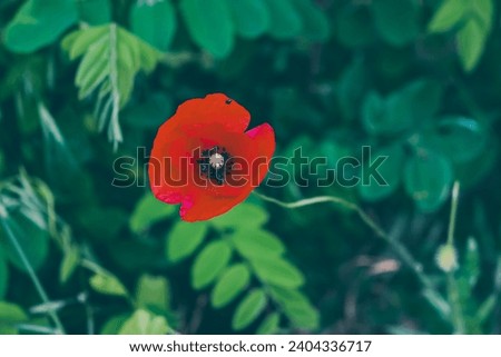 Single red poppy in bloom. 