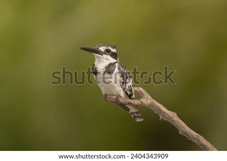 Pied kingfisher - Ceryle rudis - perched at green background. Picture from Janjabureh Province in the Gambia.