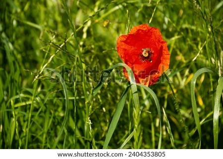 red poppy flower among green grass, insect inside the flower