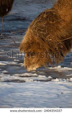 The Bactrian camel (Camelus bactrianus), also known as the Mongolian camel or domestic Bactrian camel Royalty-Free Stock Photo #2404354337