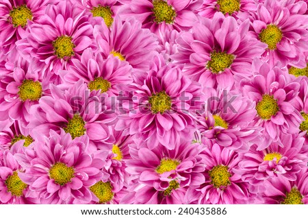 Image of pink flowers background