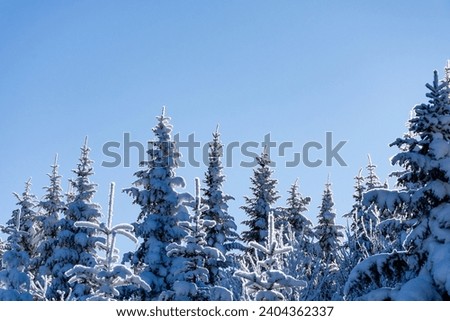 Snow covered spruce trees looking like ghosts contrasting against the blue sky on a cold winter day