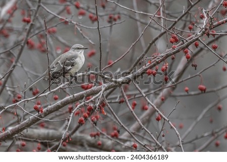 Northern mockingbird perched in a Chinese dogwood tree, its red berries surrounding it.