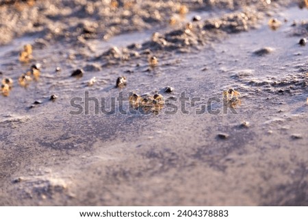 Thousands of small crabs, often called ghost crabs, appear on the sand of the beach at low tide, in the morning atmosphere when the sun has just risen