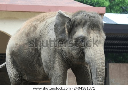 Elephas maximus sumatranus, Elephants are one of the largest terrestrial organisms and are considered a megafauna species. Asian elephants have gray skin covered with hair. 