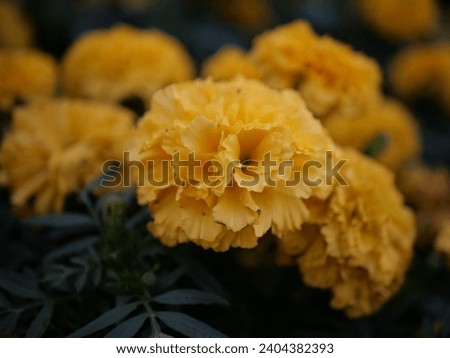 Yellow marigolds Blooming in the garden In winter
