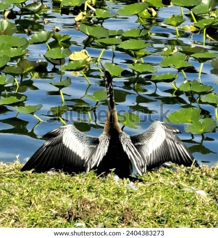 Anhinga doing what they do best...entertaining everyone! Beautiful in their own way and making sure the whole world sees them as they dry their wings after each swimming session!