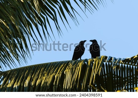 A couple of pair crows in the evening light looking at each other sits on palm tree branch sky background