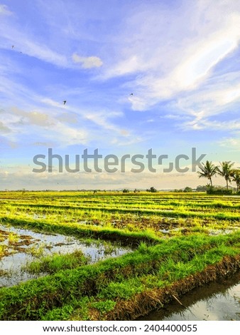a photo of a natural scene in a rice field in the afternoon, there is a bird flying and a picture of the rice field after it has been harvested