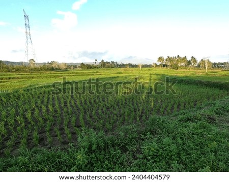 The natural view of rice fields above the lush green growing rice fields is agriculture in Asia.  New rice is planted in the rice fields