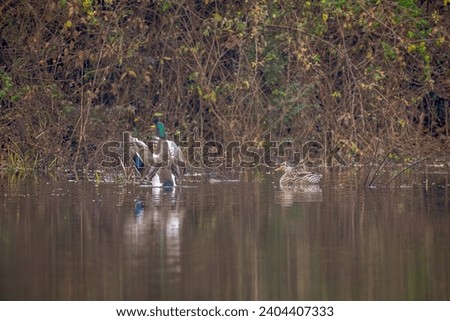 Mallard Drake And Hen Relaxing On An Arkansas Pond.  Mallard Ducks.