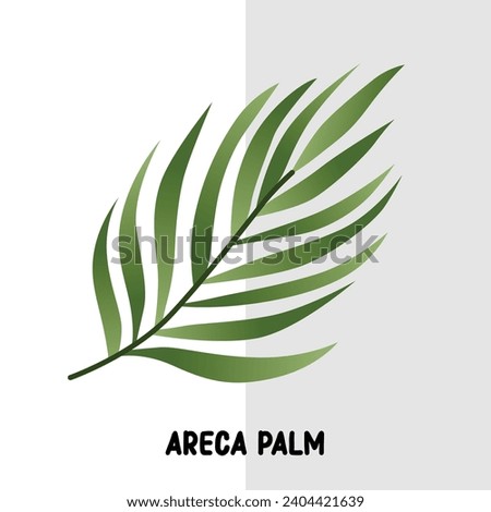 tropical leaf vector areca palm