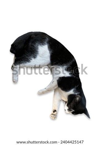 The cat is black and white on a white background