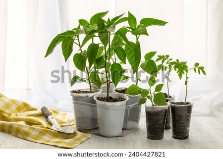 Young seedlings of peppers, tomatoes and flowers on the windowsill. Ecological cultivation of home seedlings in winter and early spring. Reusing disposable plastic utensils. Royalty-Free Stock Photo #2404427821