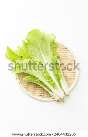 Shandong cabbage on a white background.
