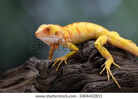 Closeup of Red Albino iguana on wood, Red iguana albino closeup, Red Iguana albino on black background Royalty-Free Stock Photo #2404432811