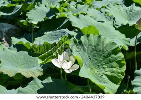 Lily pads and chinese flower buds, Sydney, NSW