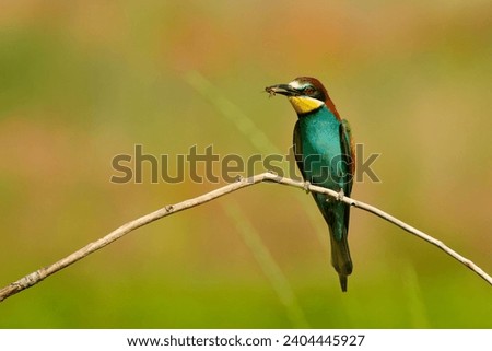 Beautiful European bee eater with prey in its beak while waiting for the female to offer her the insect as a gift.