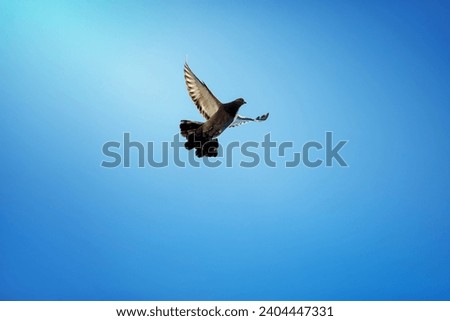 dove flying in the blue sky. Background with a text field